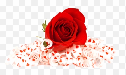 Red Rose Flower Png Transparent - Transparent Rose Background Png,Red Rose Png