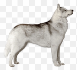 Siberian Husky Png 5 Image - Siberian Husky Png,Husky Png