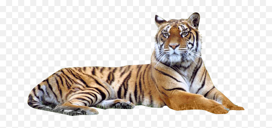 Image Transparent Png Tiger - Tiger Transparent Background,Tigers Png