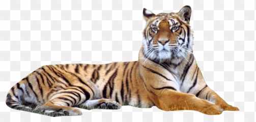 Image Transparent Png Tiger - Background