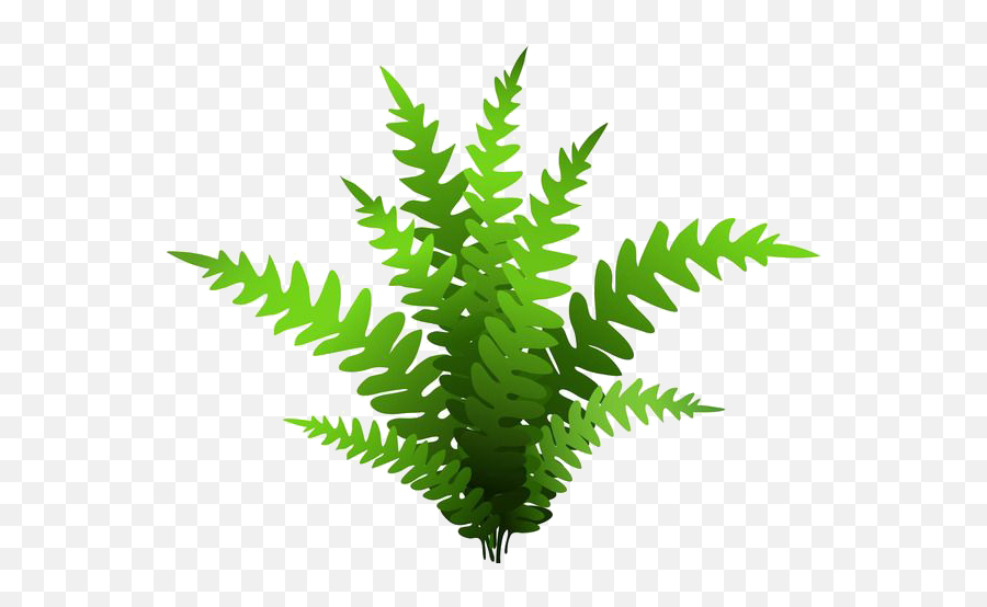 Fern Drawing Green Plant - Plant Illustration Png,Fern Png