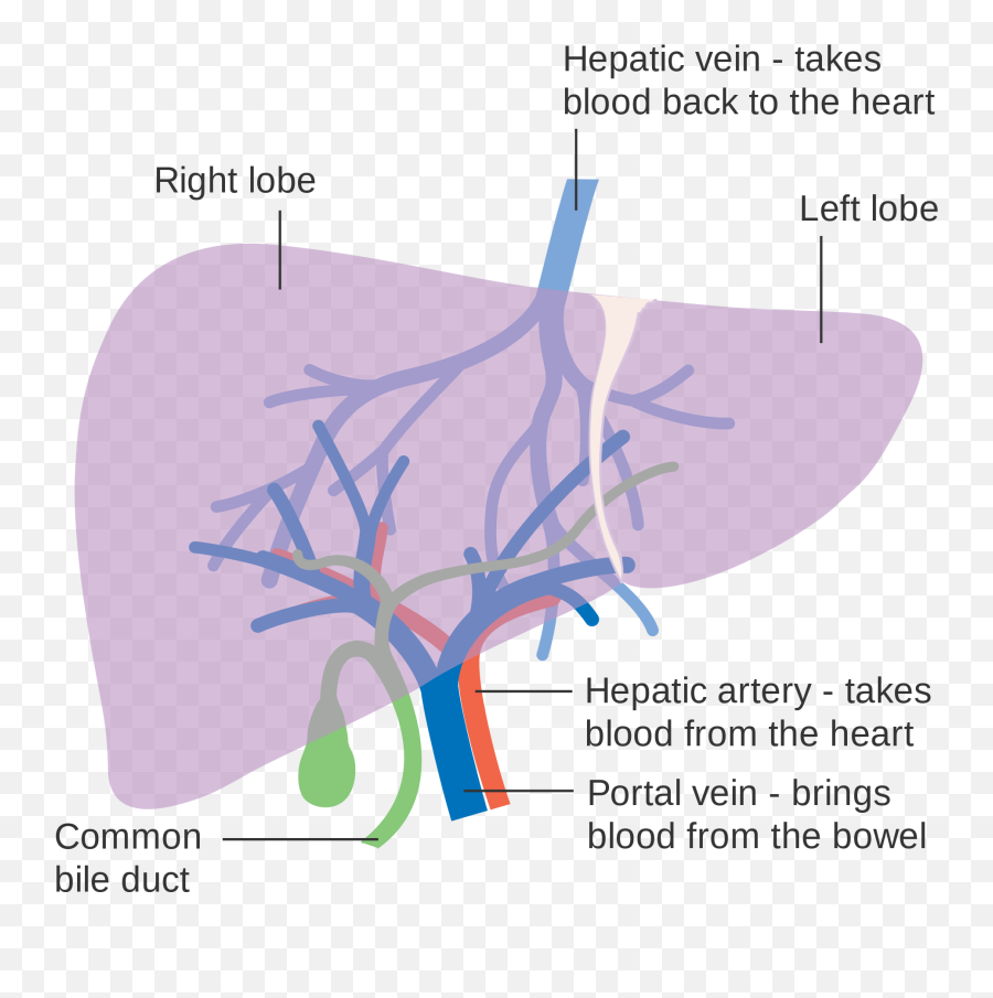 Colorectal Liver Metastases - Blood Supply To Liver Diagram Png,Liver Png