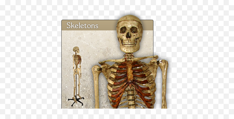 Index Of Images - Skeleton Png,Skeletons Png