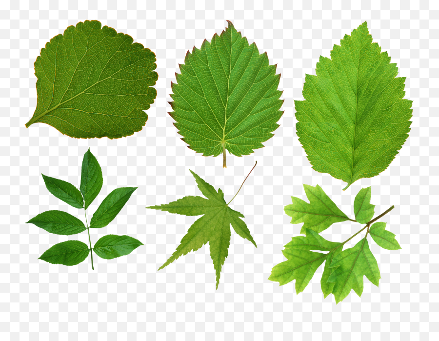 Green Leaf Png Maple