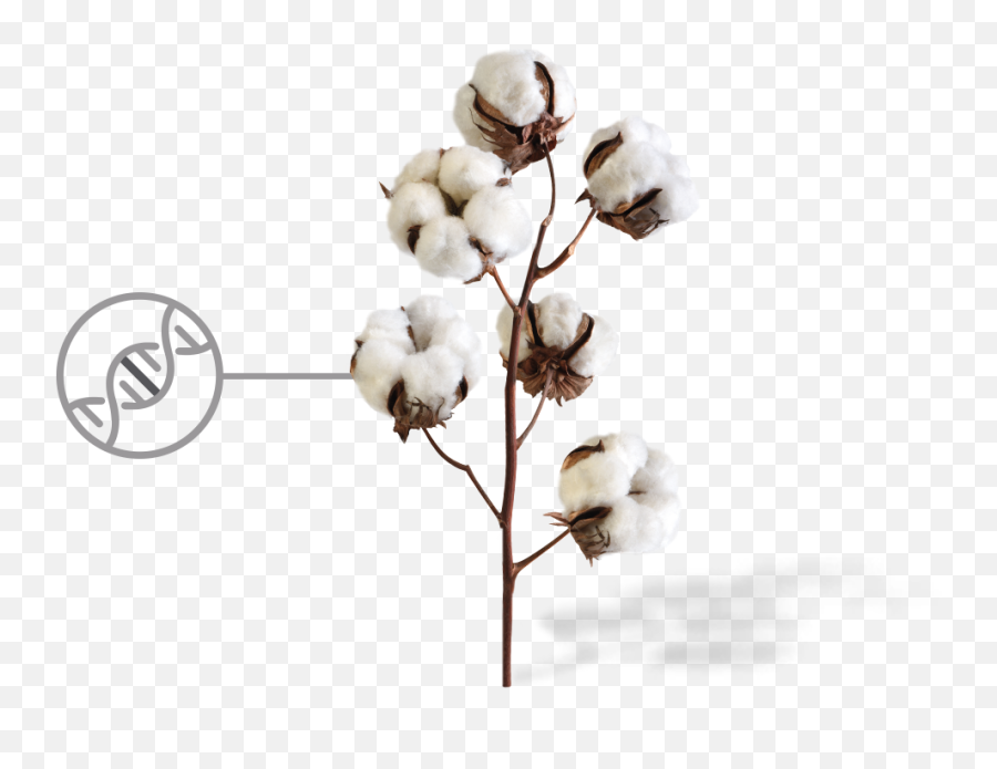 Cotton Png Image With Transparent Background Arts - Cotton Plant Png,Snow Background Png