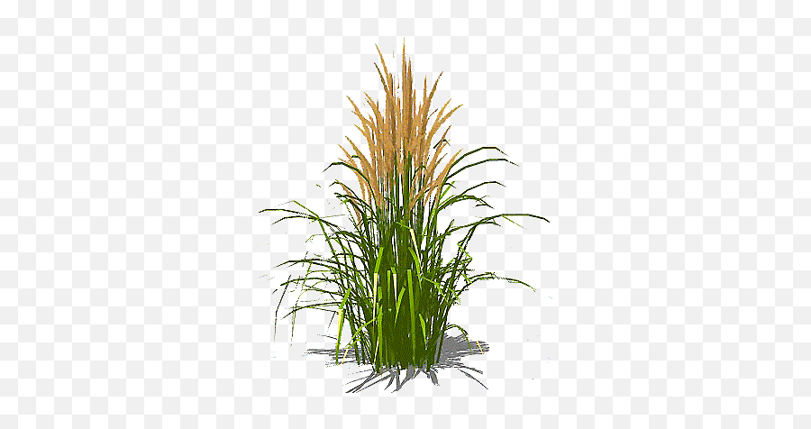 Simple Tall Grass Png - 3d Grass Revit,Tall Grass Png