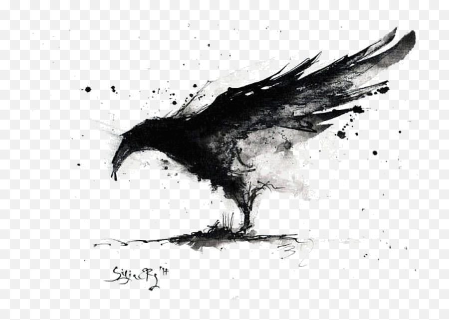 Sketch Raven - Raven Black And White Png,Raven Silhouette Png