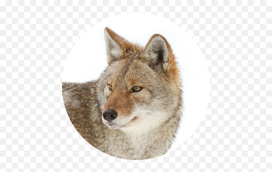 Rat Week Where The Hell Is Coyote - Swift Fox Png,Coyote Png