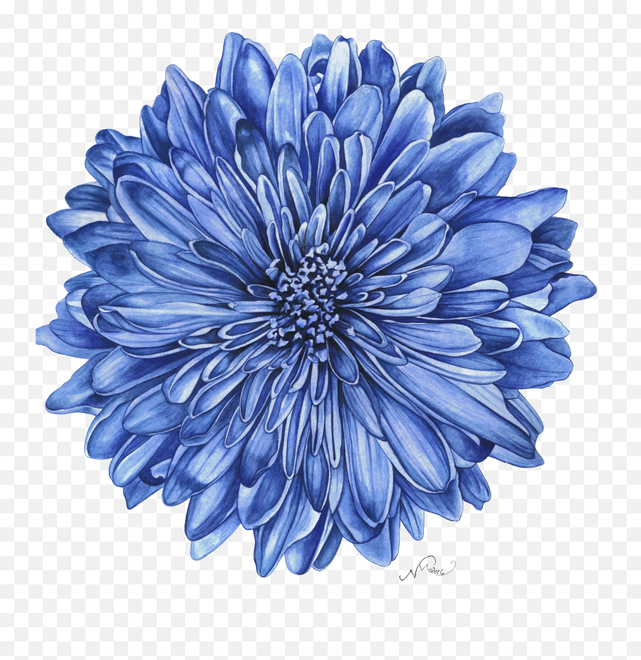 Fiore Grande Blu Png Chrysanthemum