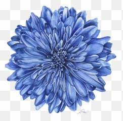 Fiore Grande Blu Png Chrysanthemum