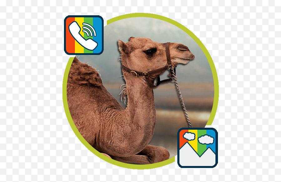 Camel - Ringtones And Wallpapers U200c Google Play Ekranga Chiroyli Fonlar Png,Camel Transparent Background