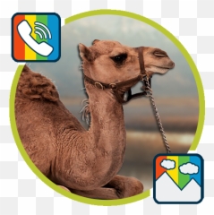 Camel - RINGTONES and WALLPAPERS u200c Google Play Ekranga Chiroyli Fonlar png