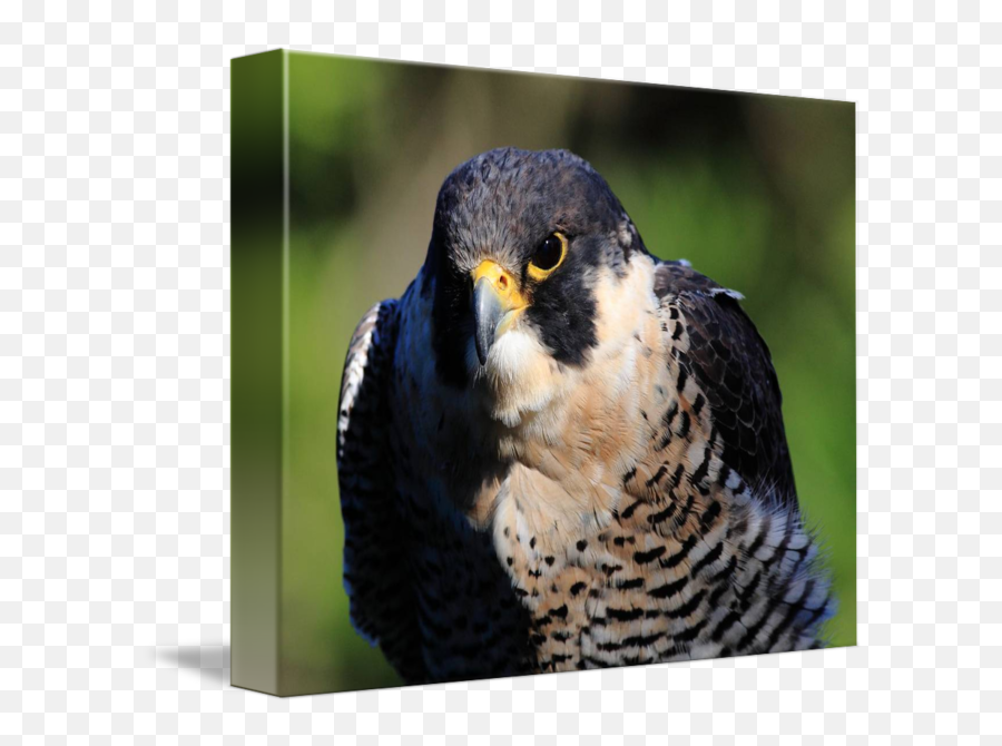 Peregrine Falcon Png Transparent - Portable Network Graphics,Falcon Transparent