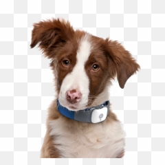 Cute Dog Png - High Quality Dog Png,Cute Dog Png