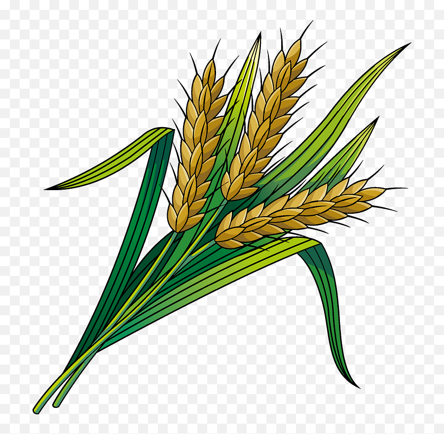 Wheat Clipart - Clipart Images Of Wheat Png,Wheat Png