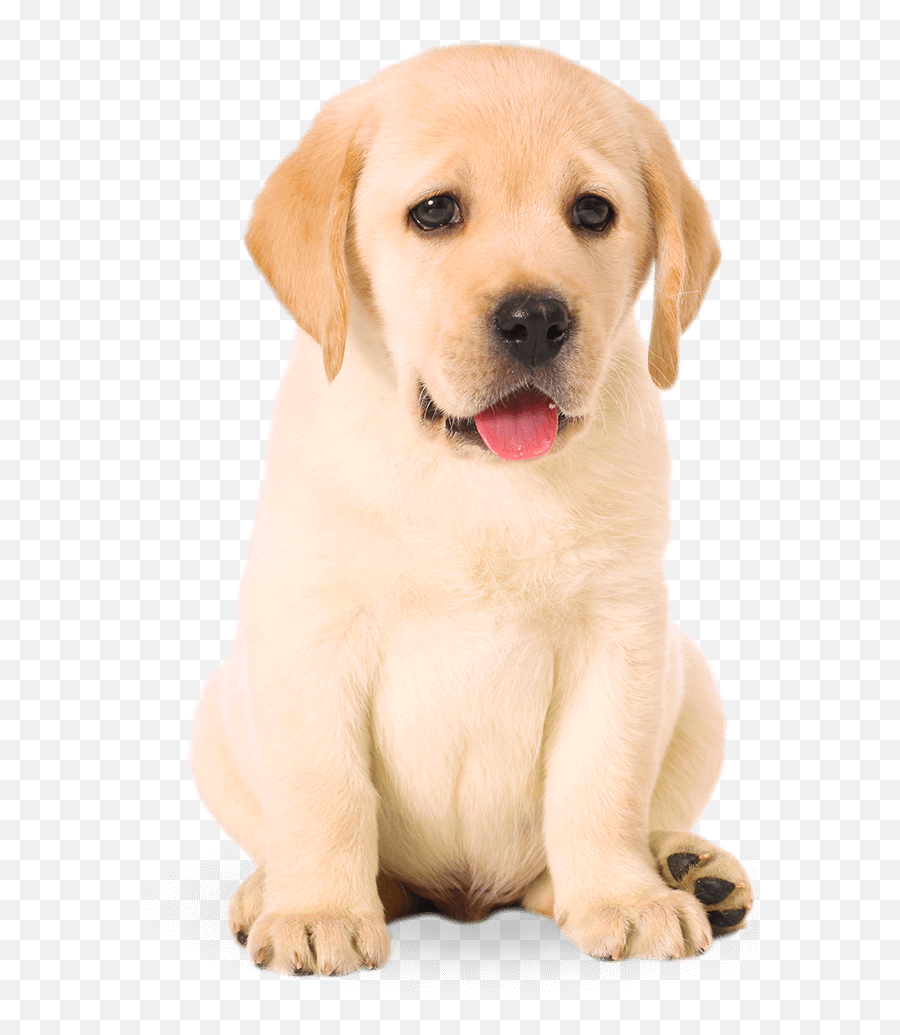 Definition Hd - Dog Png,Puppies Png