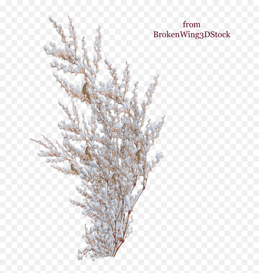 Picture Freeuse Branch Transparent Snow - Plants With Snow Snow On Bush Png,Snow Png