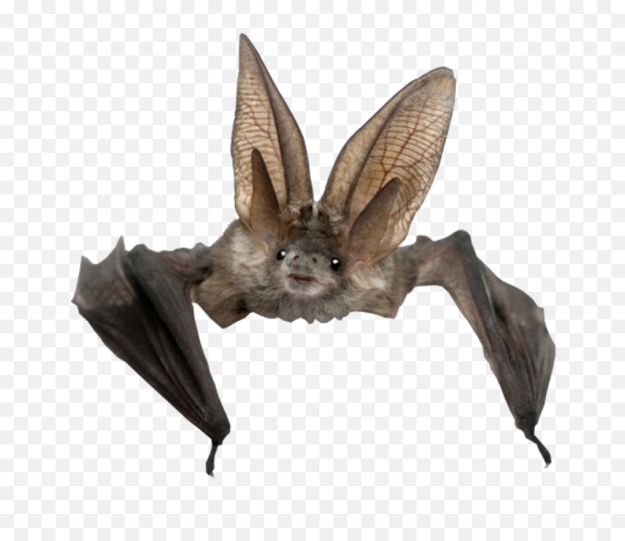 Bat Png - Bat Png,Bats Png