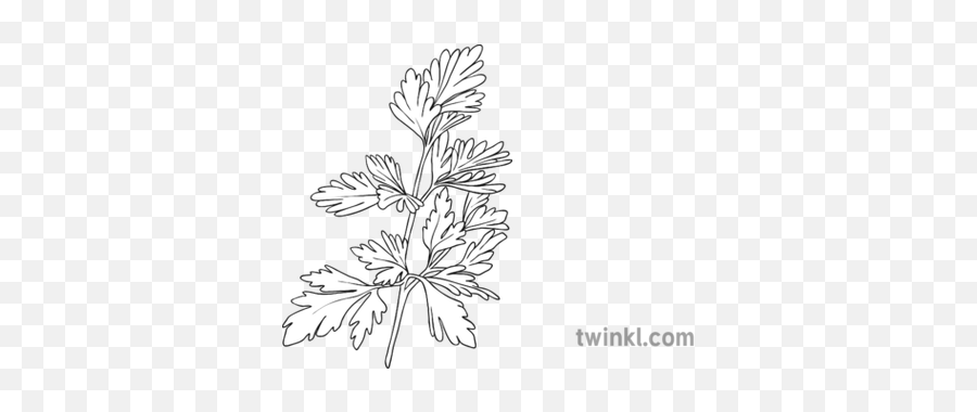 Parsley Black And White 2 Illustration - Twinkl Parsley Black And White Png,Parsley Png