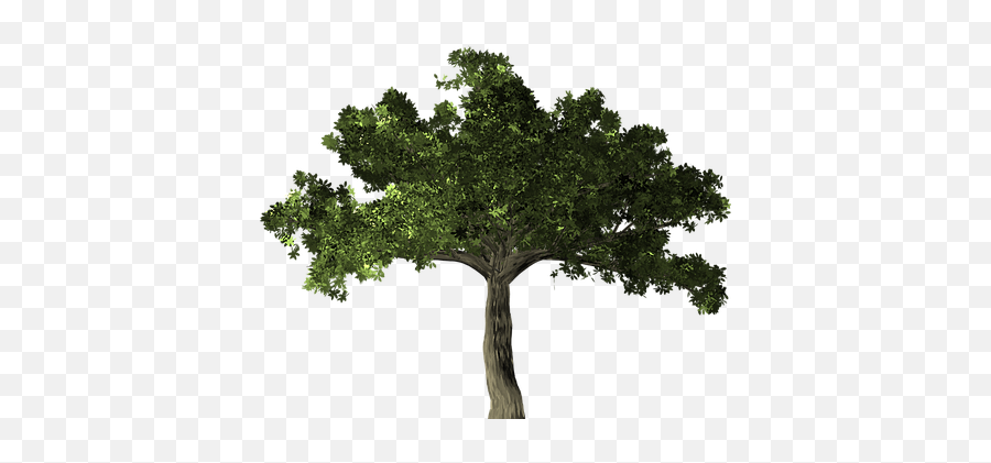 Ficus Tree Plant Microcarpa Banyan C - Transparent Ficus Tree Png,Fig Png