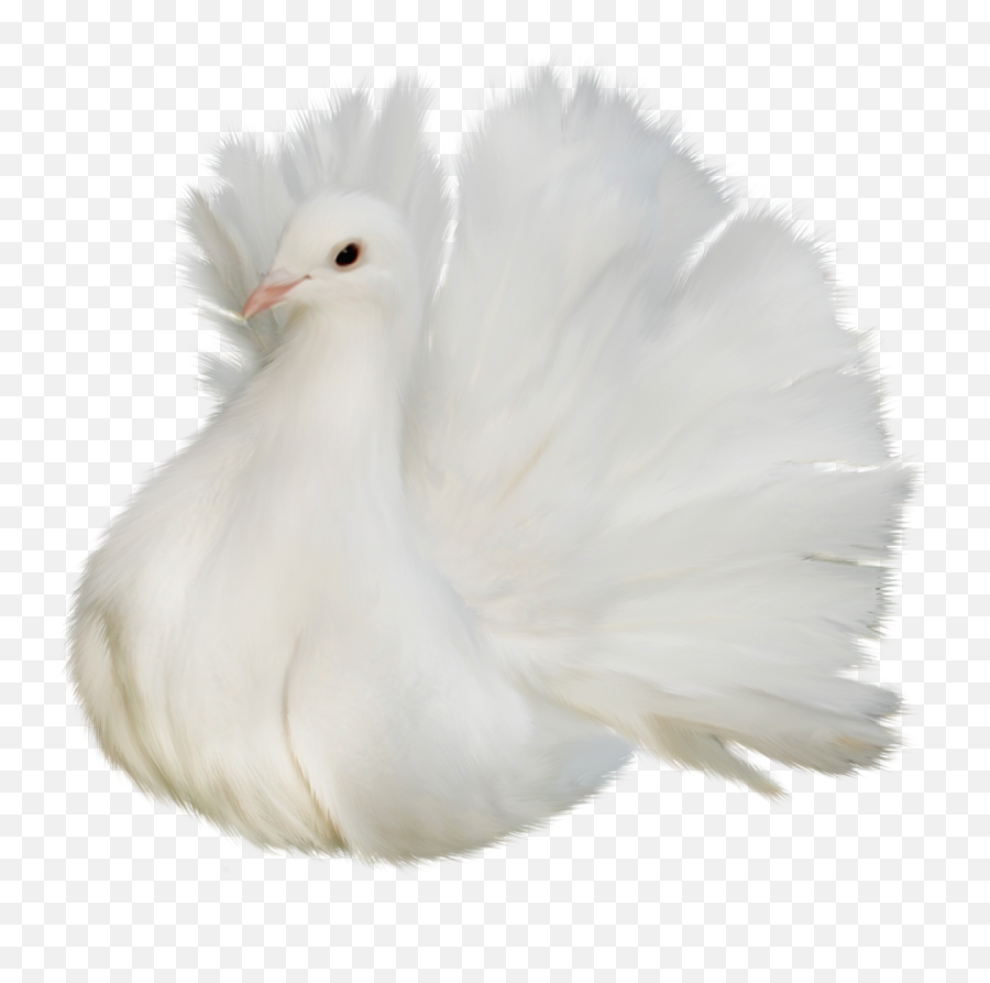 White Beautiful Delicate Dove Png Clipart Picture - Clip Art,Peace Dove Png
