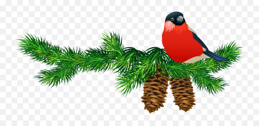 Christmas Tree Branch Png Download - Free Clip Art Christmas Birds,Pine Branch Png