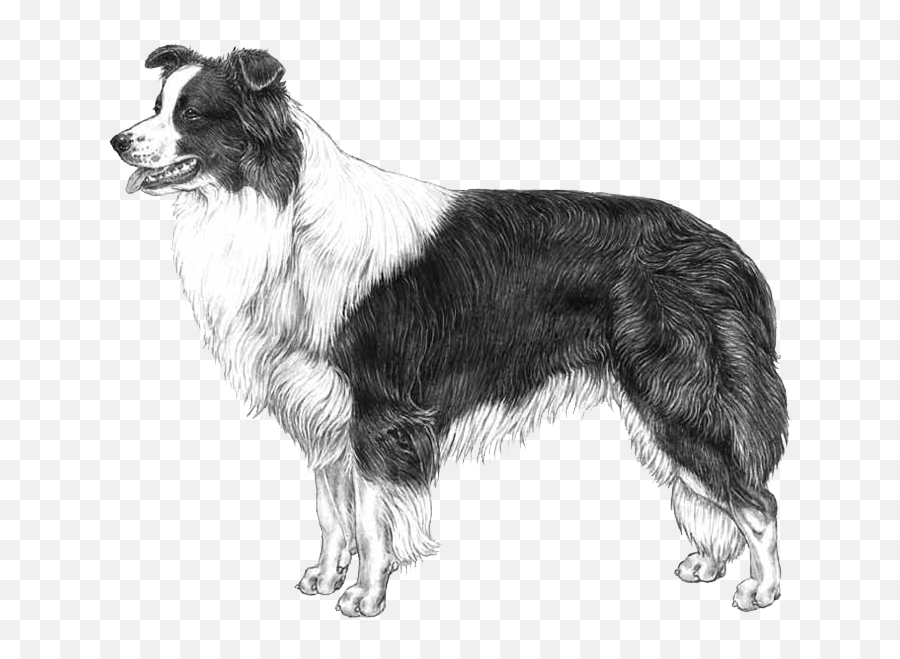 Embark Dog Dna Test - Breed Border Collie Standard Png,Australian Shepherd Icon