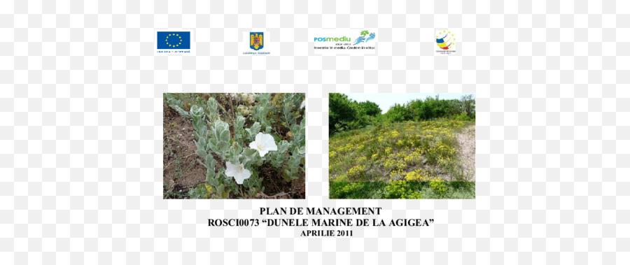 Management Rosci0073 Dunele Marine - Grassland Png,Icon Icreativ