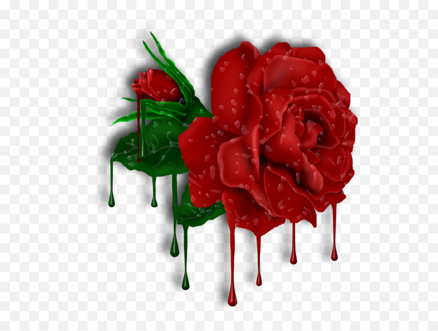Red Roses And Drops With Transparent - Melting Rose Png,Red Rose Transparent