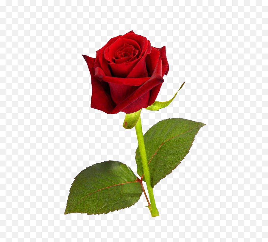 Single Red Rose Transparent Background - Single Red Rose Hd Png,Red Rose Png
