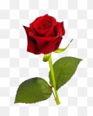 Single Red Rose Transparent Background - Single Red Rose Hd Png,Red Rose Png