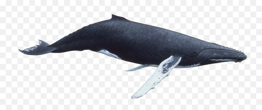 Humpback Whale Png For Free Download - Whale Png,Humpback Whale Png
