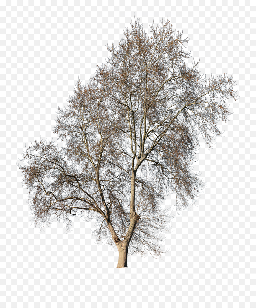 Platanus Occidentalis Winter Ii - Trees For Photoshop Post Production Png,Snow Trees Png