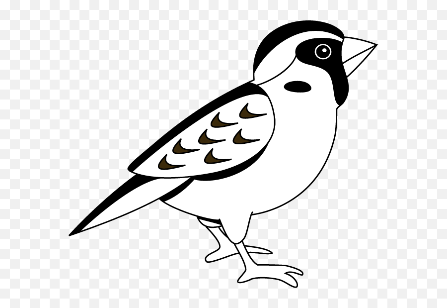 Falcon Clipart Sparrow Transparent Free For - Sparrow Black And White Png,Sparrow Png