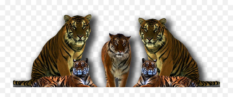 Clipart Image Five Tiger Png - Transparent Background Transparent Tiger Hd,Tigers Png