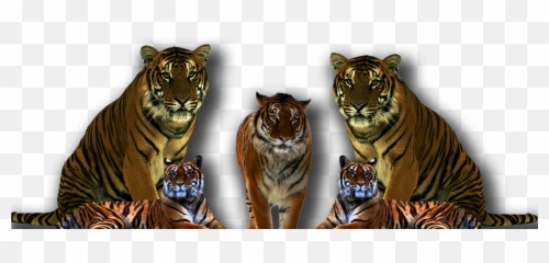 Clipart Image Five Tiger Png - Transparent Background Hd