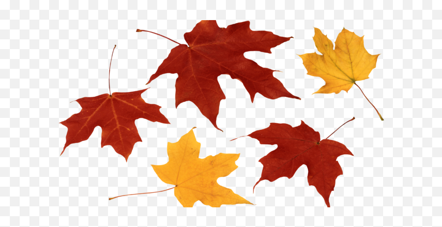 Png Free Library Carrot Clipart Leave - Fall Leaves Png,Fall Leave Png
