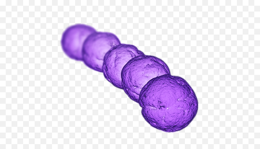Bacteria Transparent Png Images - Streptococcus Bacteria Png,Bacteria Transparent Background