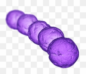 Bacteria Transparent Png Images - Streptococcus