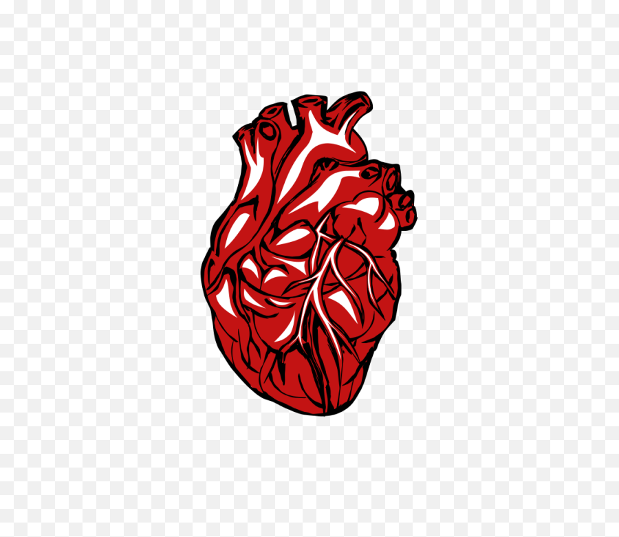 Download Free Png Hd Real Heart Clipart - Human Heart Heart Real Transparent Background,Hearts Transparent Background