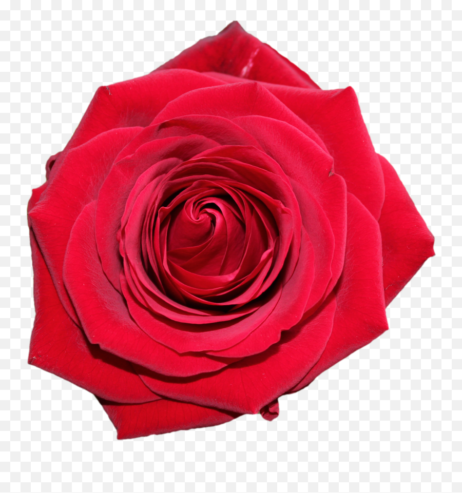 Free Beautiful Red Rose For Motheru0027s Day Png Image Mothers