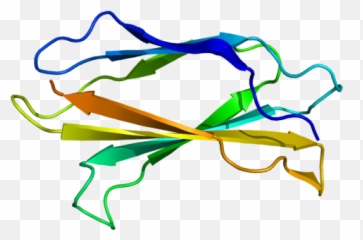 Splash Milk Science Update February 2015 Archives - Tenascina C png