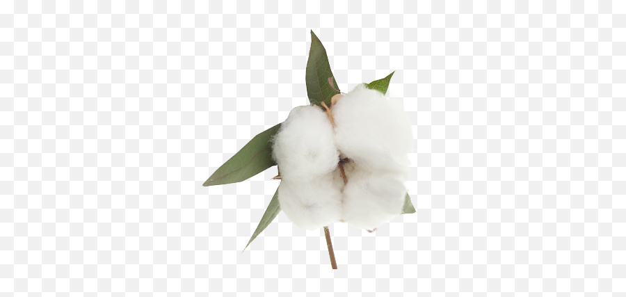 Cotton Png Alpha Channel Clipart Images - Cotton Transparent Background,Cotton Png