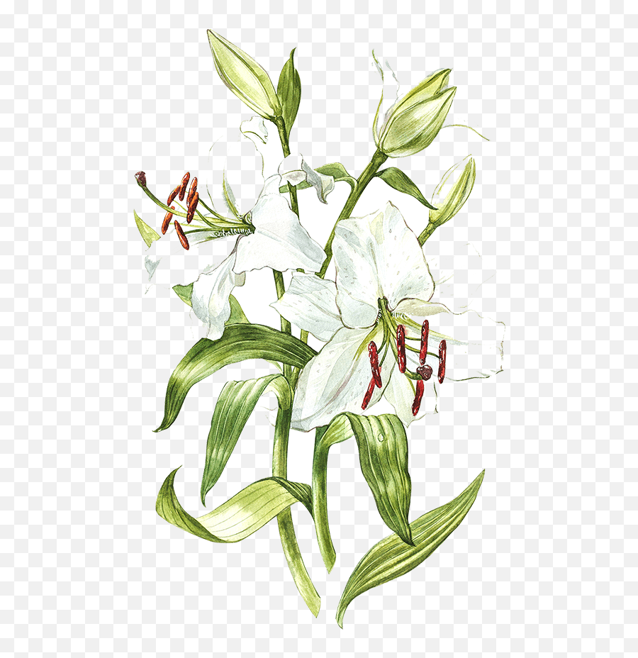 White Lily Watercolor Png Download - Lilies Illustration,White Lily Png