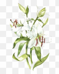 White Lily Watercolor Png Download - Lilies Illustration