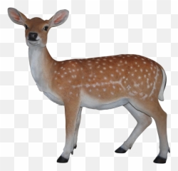 Deer - Transparent Clipart Png