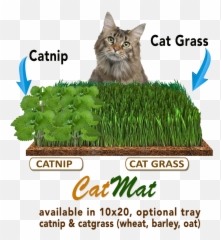 Download Transparent Flower Pot Png - Domestic Cat,Planters Png
