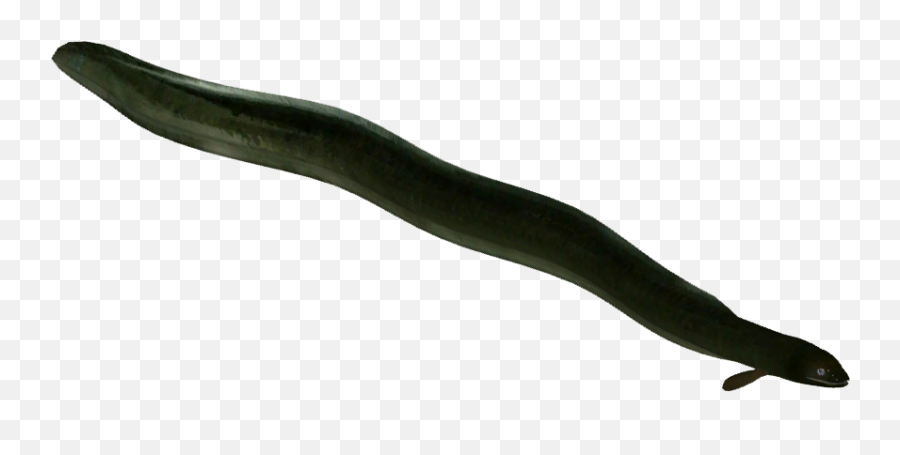 Download New Zealand Longfin Eel - American Eel Png,Eel Png