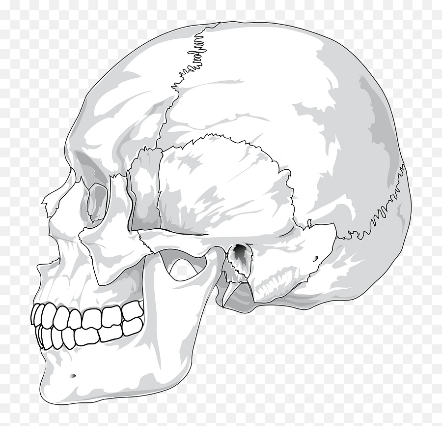 Skull Side Png 6 Image - Human Skull Side View,Skull Face Png