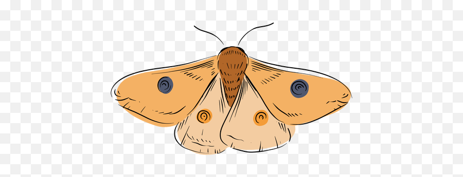 Moth Illustration - La Polilla En Png,Moth Transparent Background